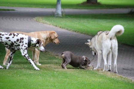 Hundewiese Eickhorst